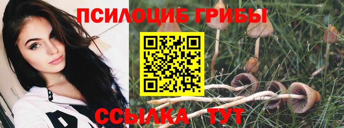 как найти наркотики  Псилоцибиновые грибы GOLDEN TEACHER  Вход с VPN  Назрань  Галлюциногенные грибы Magic Shrooms 